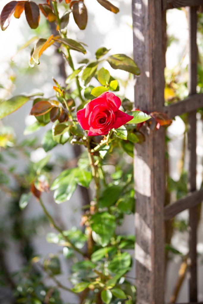Photographe Mariage Bretagne