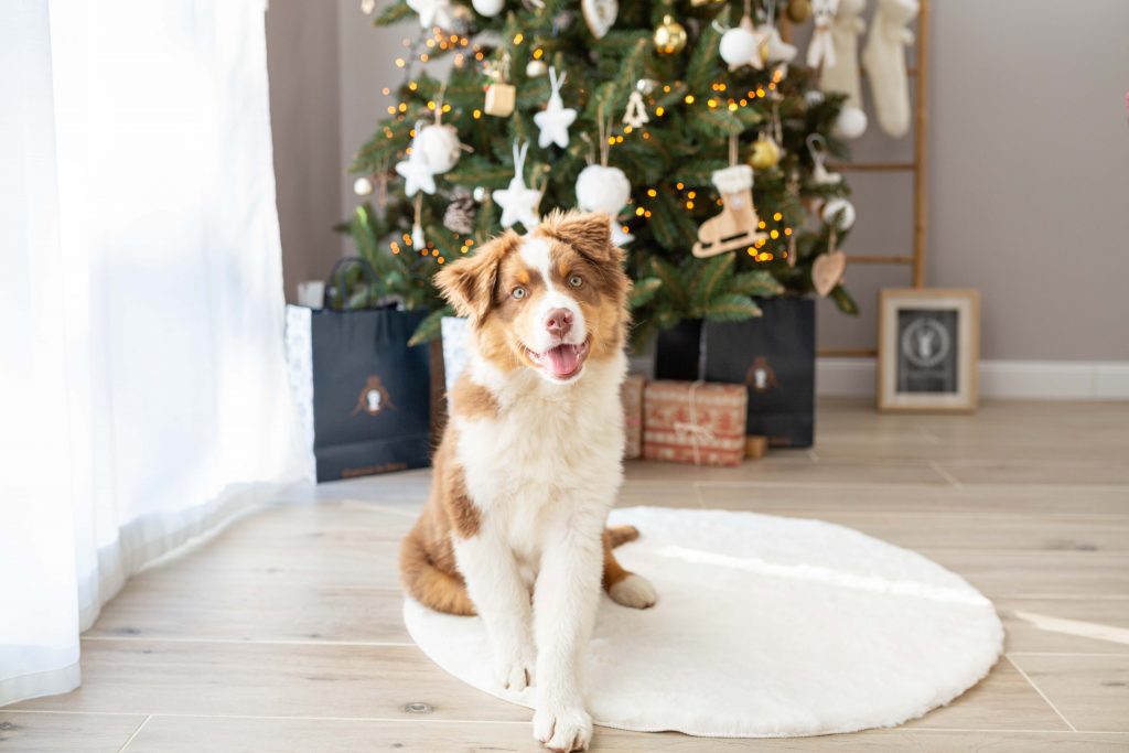 photographe couple landes