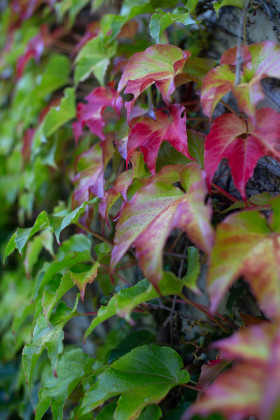 photographe mariage landes 40
