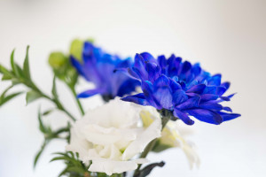 photographe mariage Gers