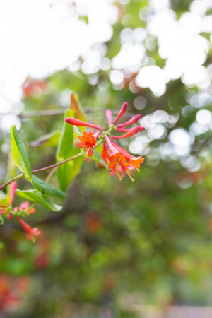 photographe Mariage Chai de Montaulieu Arjuzanx Landes
