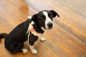 Photographe Mariage Pays Basque